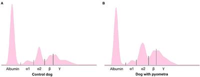 Changes in the Serum Protein Electrophoresis Profile in Dogs With Pyometra